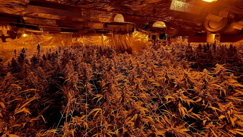 Ein mit Alufolie verkleideter Raum steht voll mit Cannabispflanzen.