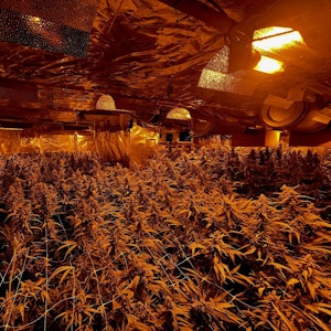 Ein mit Alufolie verkleideter Raum steht voll mit Cannabispflanzen.