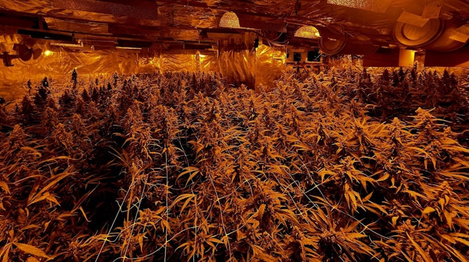 Ein mit Alufolie verkleideter Raum steht voll mit Cannabispflanzen.&nbsp;