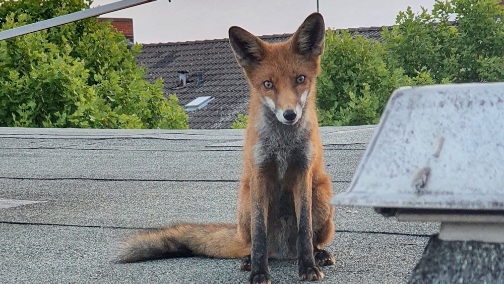 Ein junger Fuchs sitzt auf einem Dach in Charlottenburg.