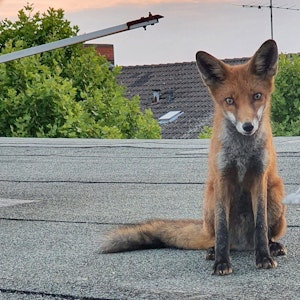 Ein junger Fuchs sitzt auf einem Dach in Charlottenburg.