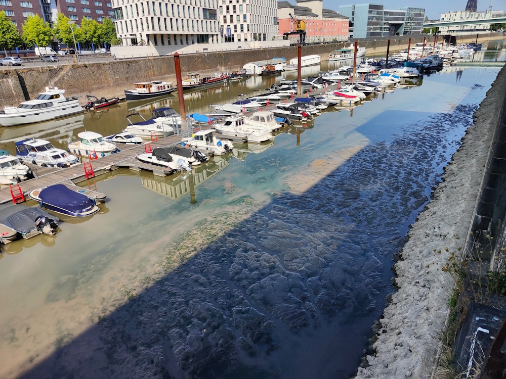 Die Boote im Rheinauhafen in Köln stecken aufgrund des niedrigen Pegels im Schlamm fest.