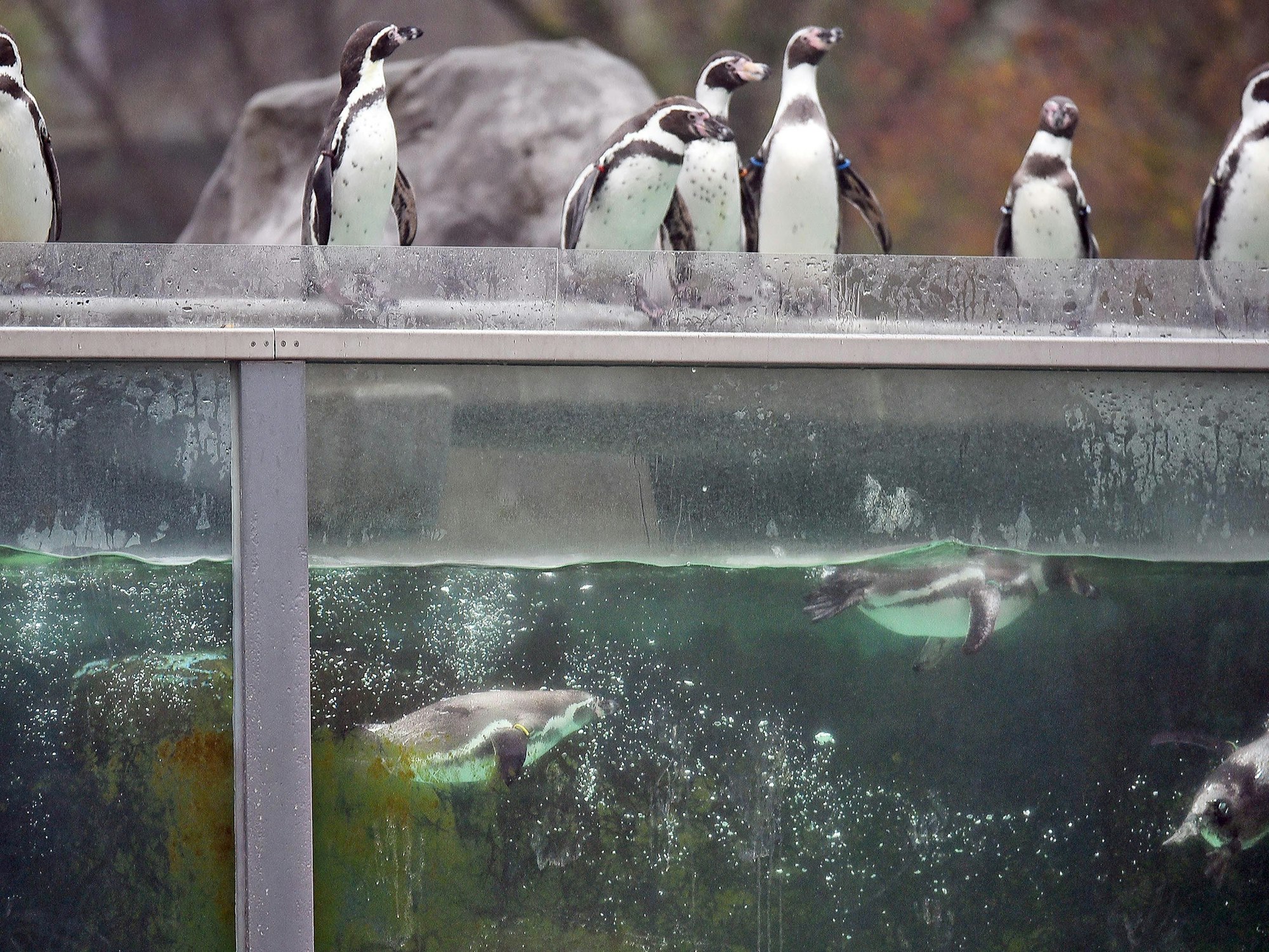 Humboldtpinguine baden im Zoo in Köln im Wasserbecken ihres Geheges.
