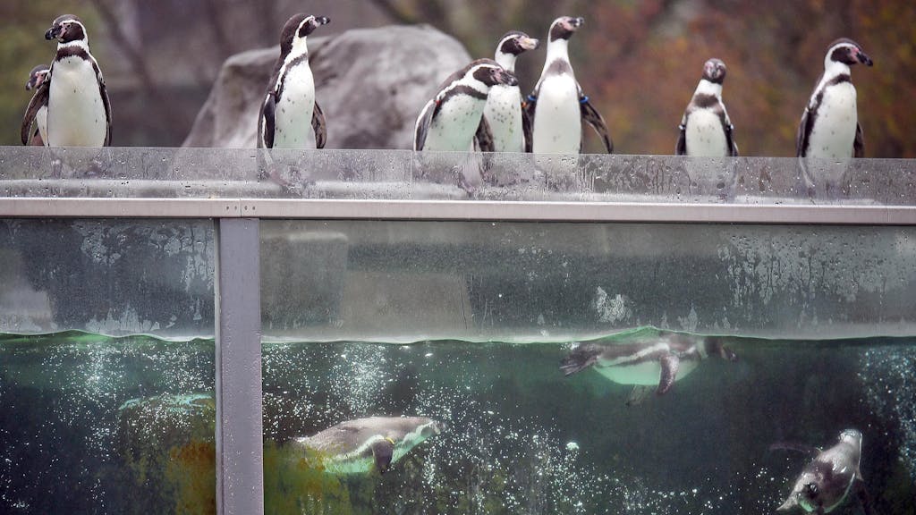 Humboldtpinguine baden im Zoo in Köln im Wasserbecken ihres Geheges.&nbsp;
