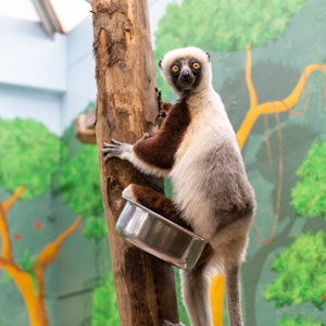 Eins der beiden Coquerel-Sifakas im Kölner Zoo schaut in die Kamera.