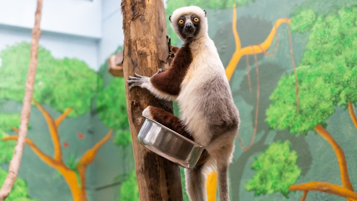 Eins der beiden Coquerel-Sifakas im Kölner Zoo schaut in die Kamera.