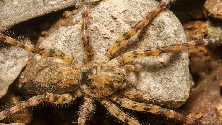 Das Foto zeigt die Zoropsis spinimana auch Nosferatu-Spinne genannt. Hierbei handelt es sich um eine Vergrößerung. Tatsächlich ist die Spinne ungefähr eineinhalb Zentimeter groß.