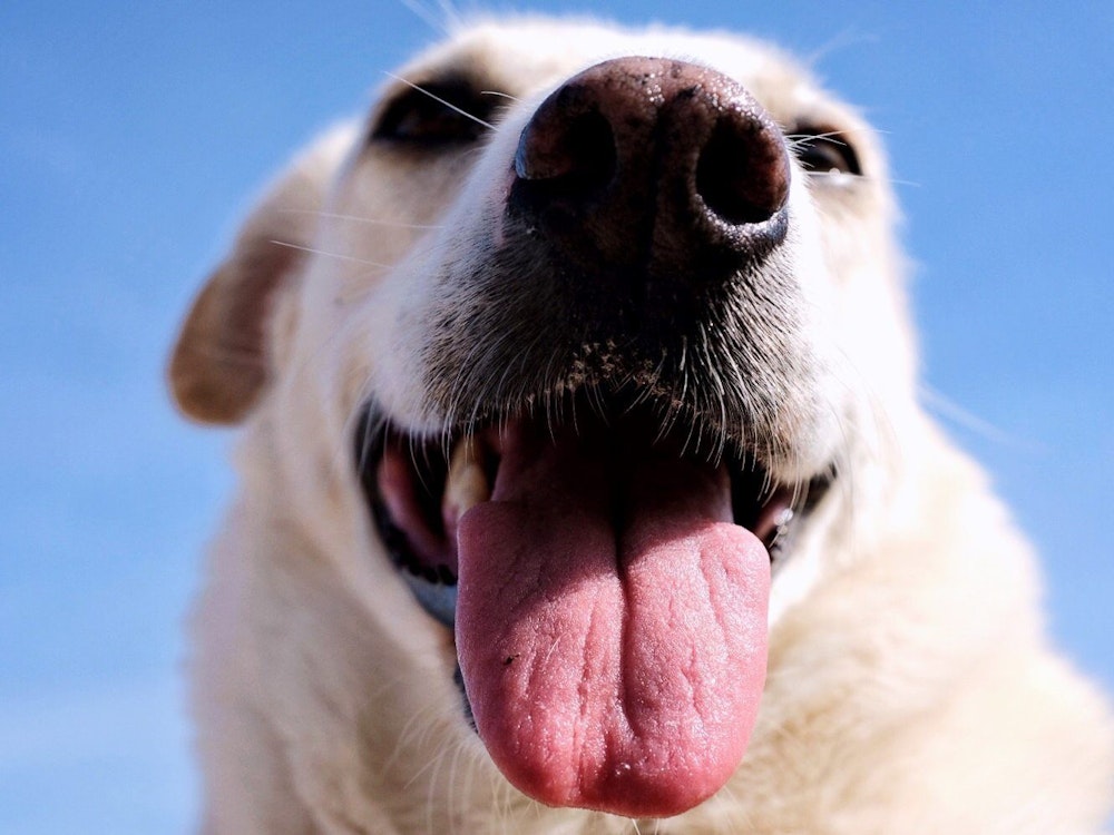 Ein Hund mit heraushängender Zunge guckt in die Kamera.