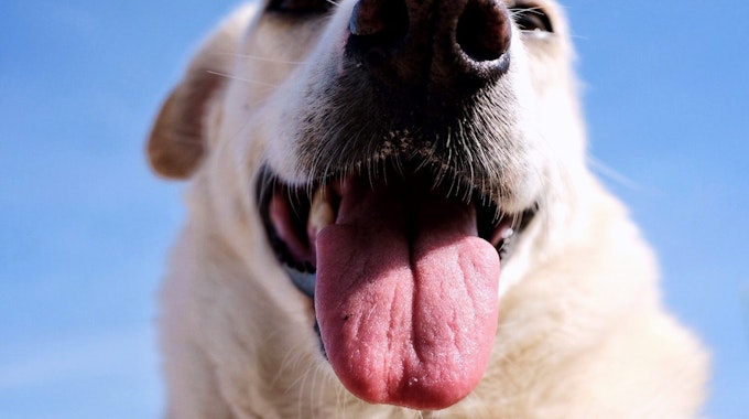 Ein Hund mit heraushängender Zunge guckt in die Kamera.
