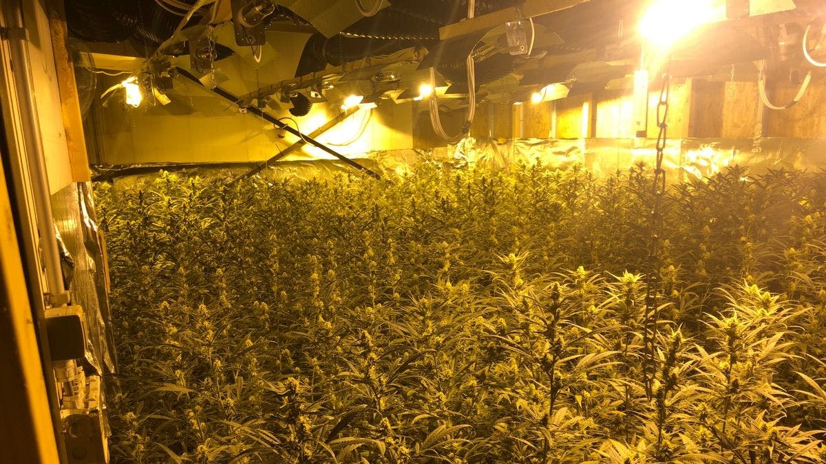 Das Foto zeigt die Cannabisplantage in Belgien.