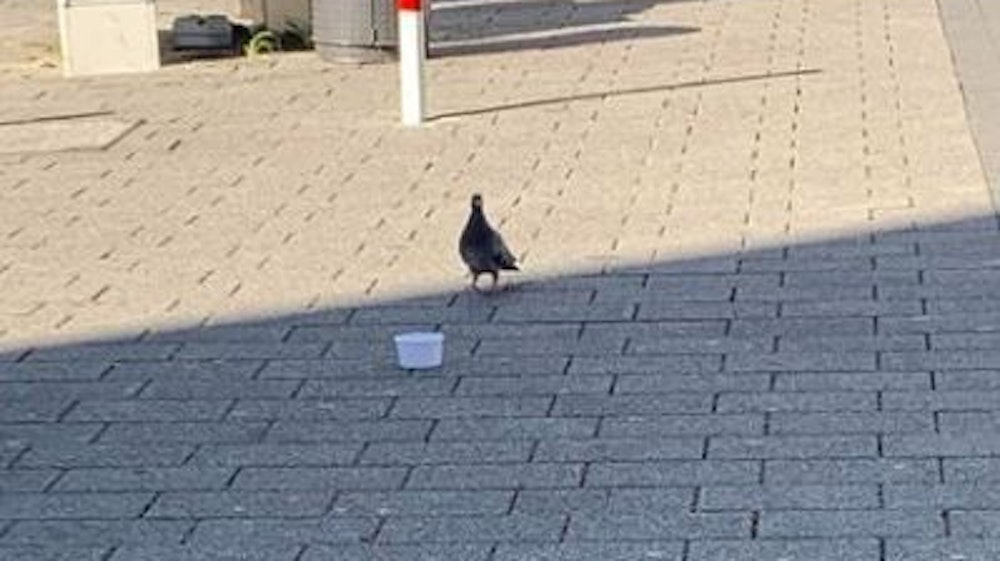 Eine Trinkschale steht auf dem Boden. Eine Taube nähert sich.