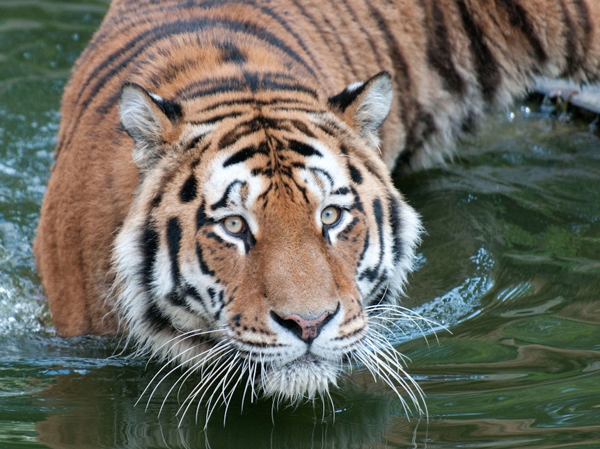 Der Tiger «Altai» geht im Zoo in Köln durch ein Gewässer (Foto vom 31.08.2011).
