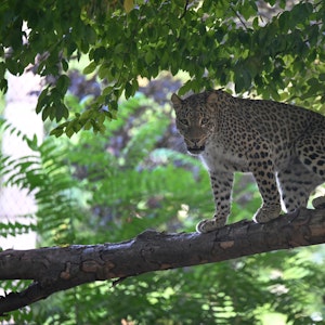 Der Kölner Zoo hat seit Anfang Juni einen zweiten Zuchtkater bei den Persischen Leoparden. Der neunjährige „Grom“ stammt aus dem Parc-des-Felins, Frankreich.