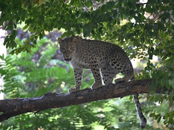 Der Kölner Zoo hat seit Anfang Juni einen zweiten Zuchtkater bei den Persischen Leoparden. Der neunjährige „Grom“ stammt aus dem Parc-des-Felins, Frankreich.