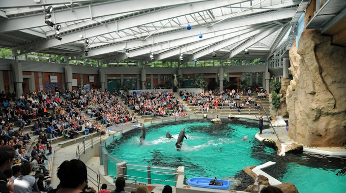 Delfine springen am im Juli 2012 im Delfinarium im Duisburger Zoo bei einer Vorführung aus dem Wasser. Jetzt haben Aktivisten eine solche Show gestört.