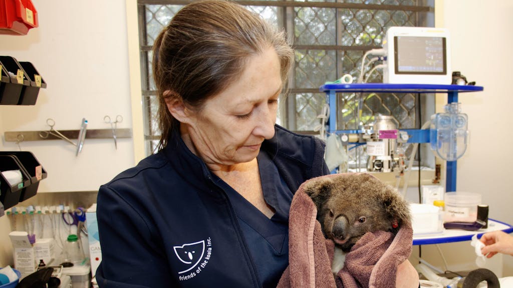 Der kleine Koala Gulliver wird vor seiner Auswilderung, nachdem er untersucht wurde, von Pflegerin Marley Christian gehalten.&nbsp;