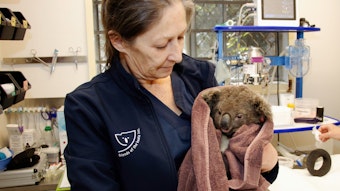 Der kleine Koala Gulliver wird vor seiner Auswilderung, nachdem er untersucht wurde, von Pflegerin Marley Christian gehalten.