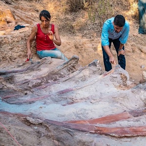In dem am 29. August 2022 veröffentlichten Foto des Instituts Dom Luiz (Naturwissenschaftliche Fakultät der Universität Lissabon) gräbt gerade ein Forschungsteam das Skelett eine Brachiosaurus aus. Es ist das womöglich größte gefundene Dinosaurier-Skelett Europas.