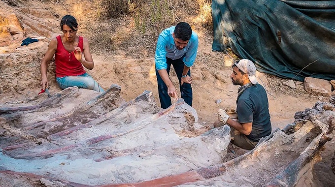 In dem am 29. August 2022 veröffentlichten Foto des Instituts Dom Luiz (Naturwissenschaftliche Fakultät der Universität Lissabon) gräbt gerade ein Forschungsteam das Skelett eine Brachiosaurus aus. Es ist das womöglich größte gefundene Dinosaurier-Skelett Europas.