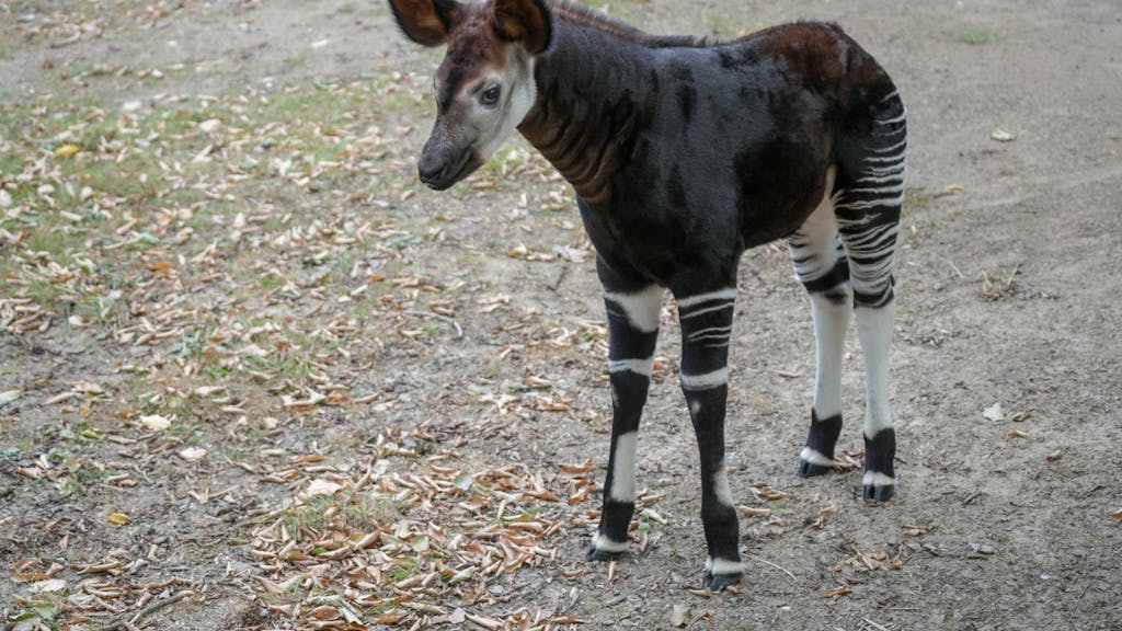Okapi-Jungtier "Kijana" hat eine schwarz-weiße Streifenzeichnung an Vorder- und Hinterläufen.