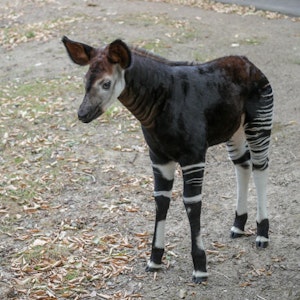 Okapi-Jungtier "Kijana" hat eine schwarz-weiße Streifenzeichnung an Vorder- und Hinterläufen.