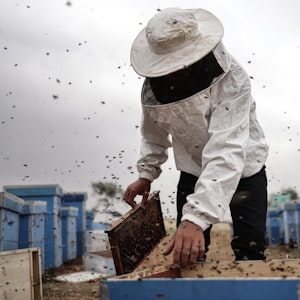 Ein syrischer Imker sammelt Honig aus Bienenstöcken im Gouvernement Idlib