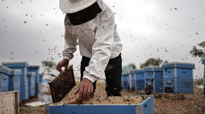Ein syrischer Imker sammelt Honig aus Bienenstöcken im Gouvernement Idlib