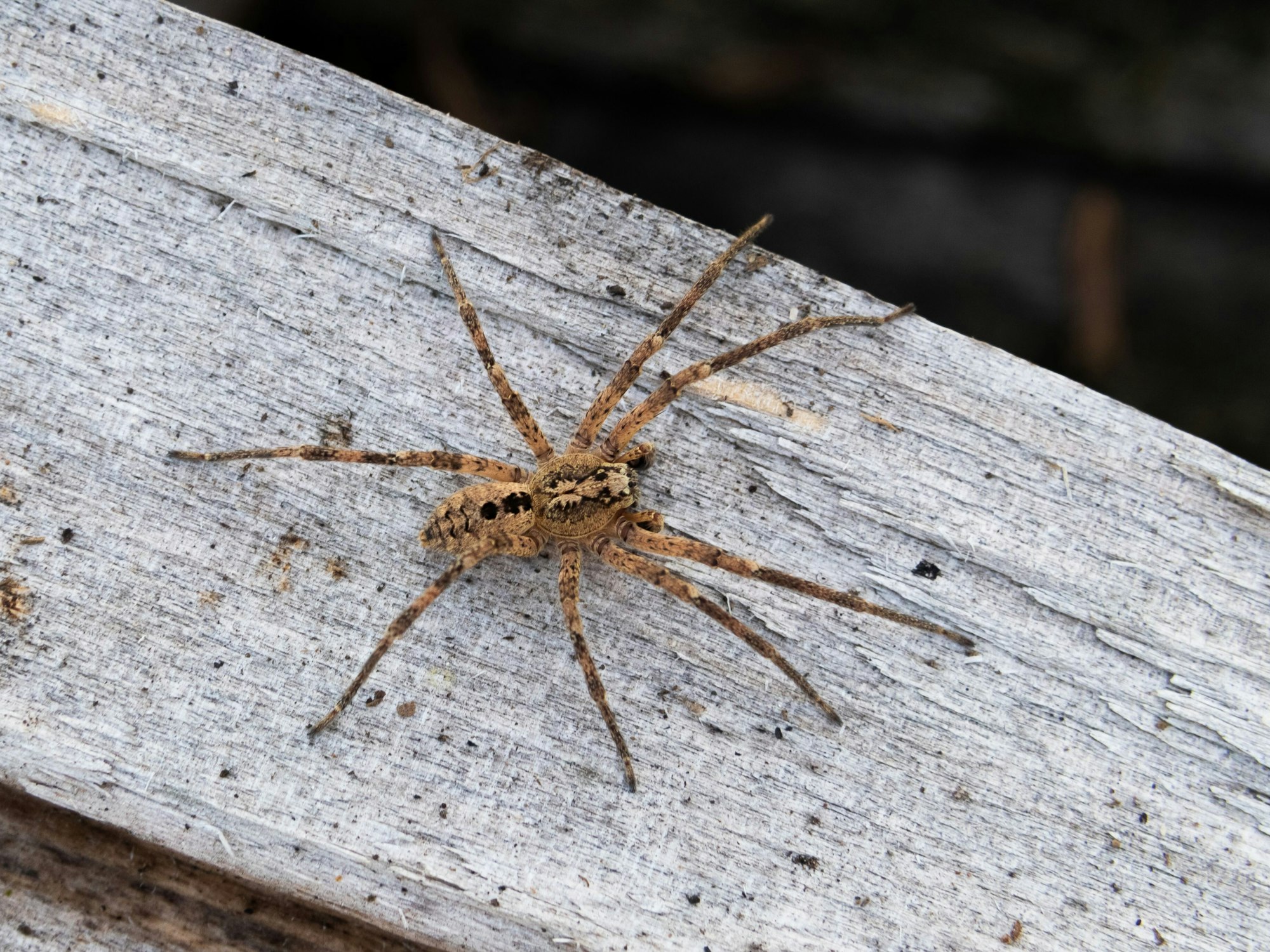 Das Foto zeigt eine Nosferatu-Spinne auf einem Holzblock.