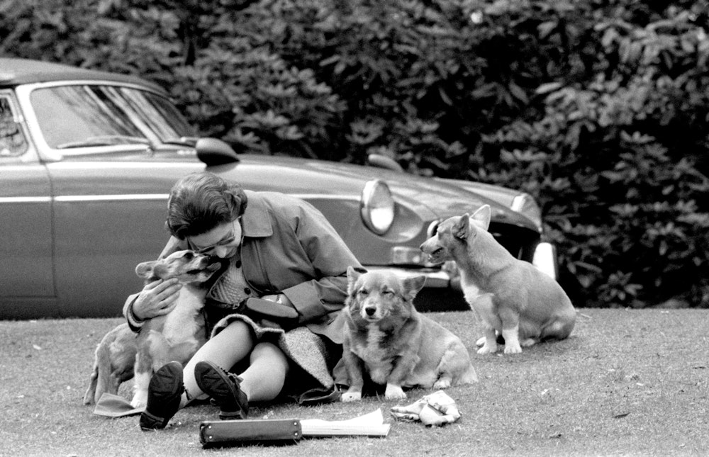 Königin Elizabeth II. sitzt mit ihren damaligen Corgis am 12. Mai1973 auf einer Wiese in Virginia Water. Eine lebenslange Liebe verband Elizabeth II. mit den kleinen Hunden.