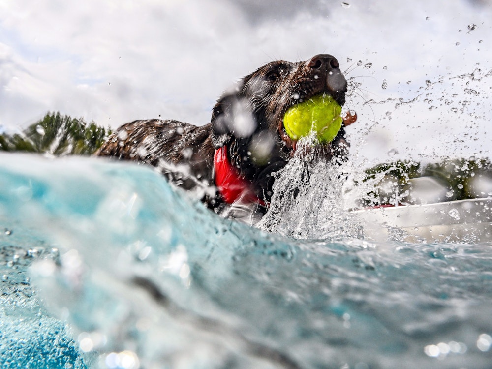 Ein Hund plantscht beim „Hunde-Schwimmen“ im Rheinstrandbad Rappenwört im Wasser des großen und ungechlorten Becken auf. In vielen Schwimmbädern bundesweit starten nach dem Ende der Freibadsaison ähnliche Aktionen.