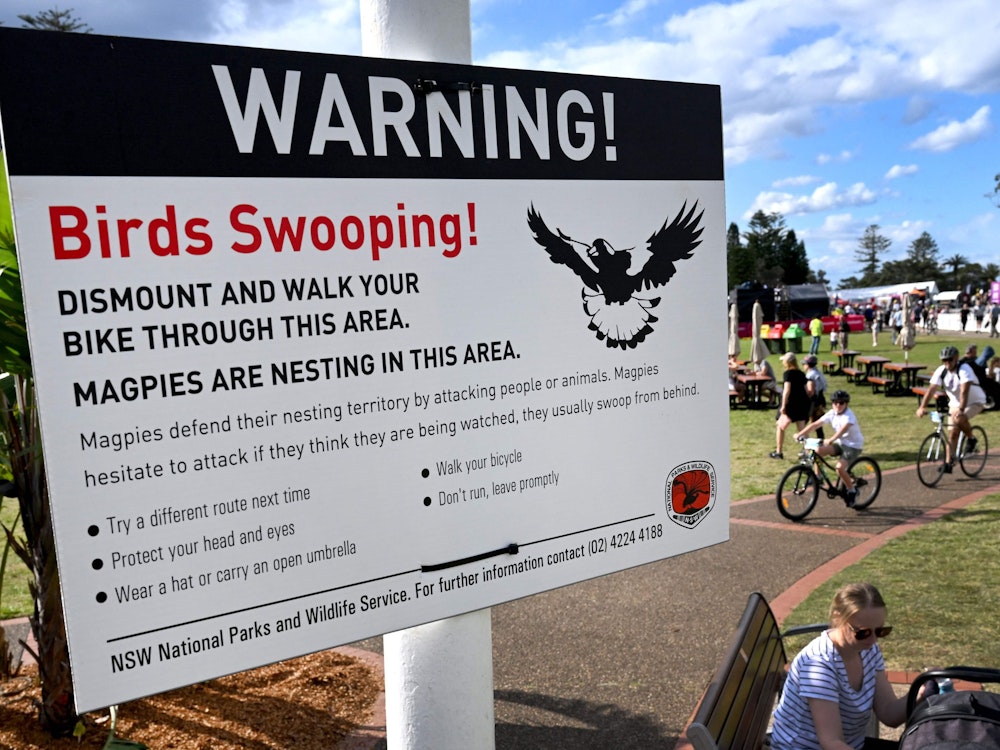Ein Hinweisschild warnt vor aggressiven Elstern in Australien