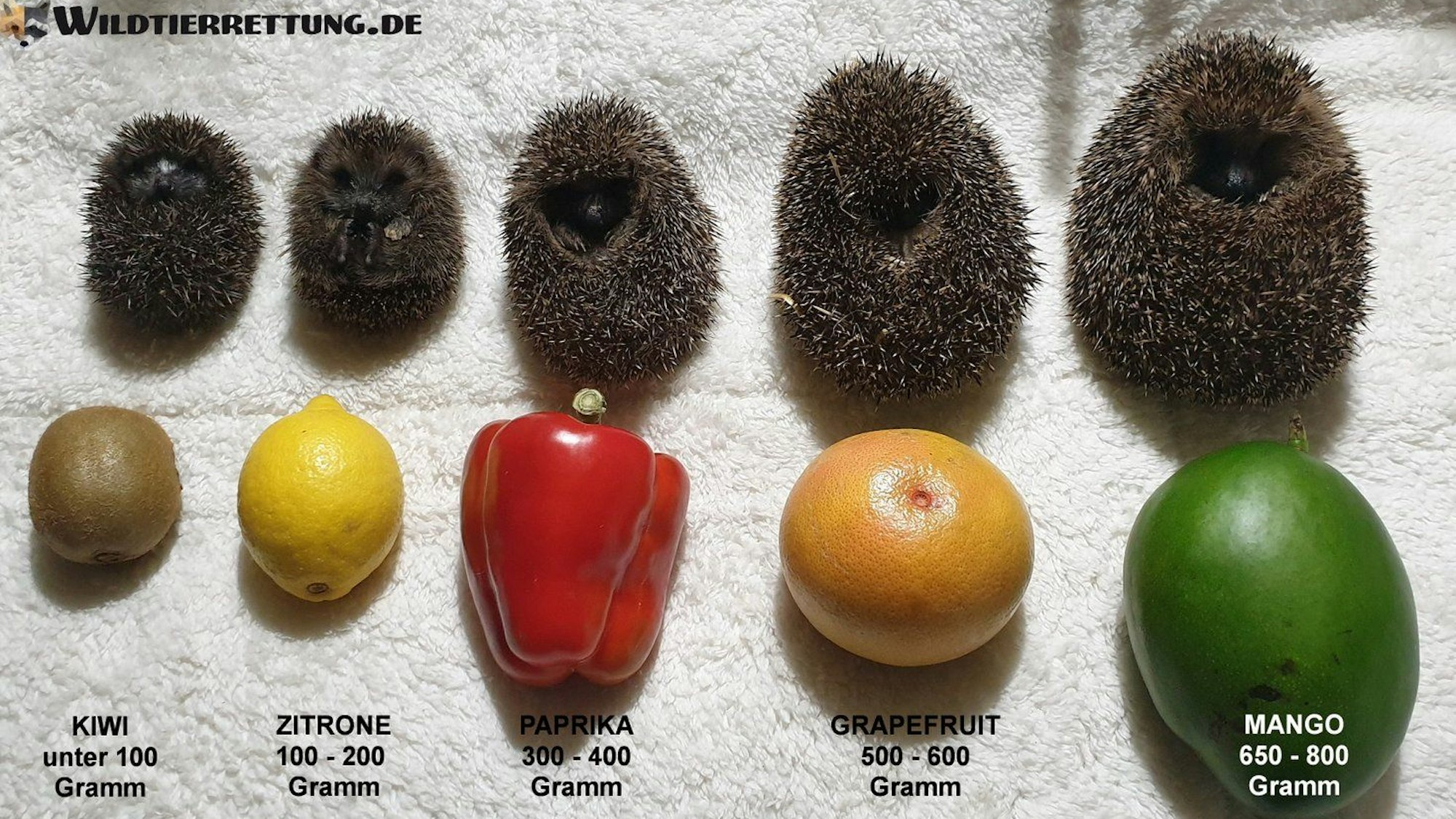 Mit der Größe unterschiedlicher Gemüsearten lässt sich das ungefähre Gewicht von Igeln ermitteln. Das undatierte Foto wurde von der Wildtierrettung Notkleintiere e.V. aufgenommen.