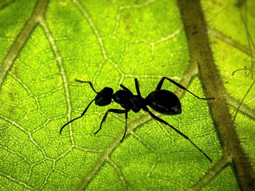 Eine Ameise sitzt auf der Unterseite eines Blattes. Den Schätzungen eines internationalen Forscherteams zufolge gibt es weltweit auf Bäumen und Böden rund 20 Billiarden Ameisen.