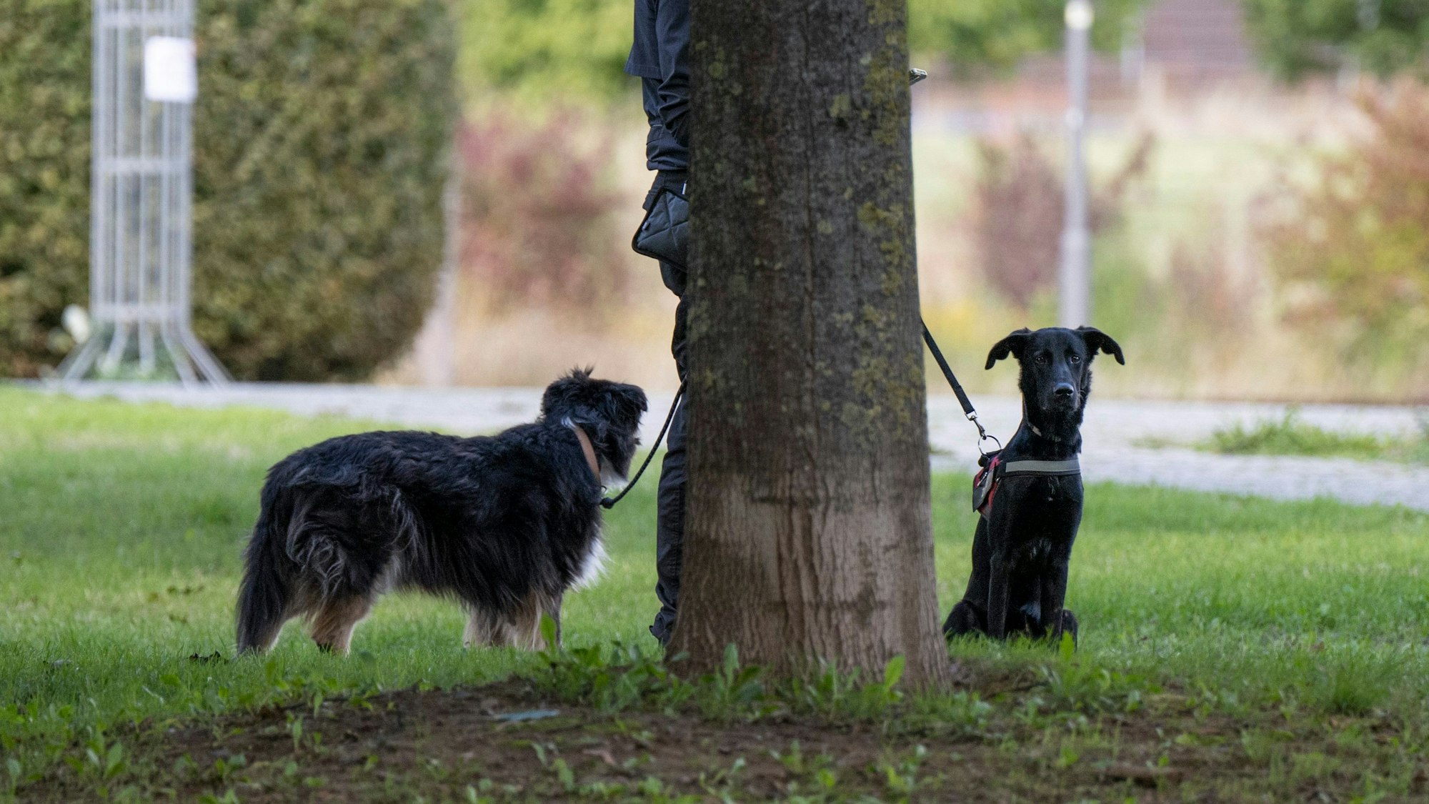 Ein Mann führt am 19. September 2022 zwei Hunde über eine Hundewiese im Stadtteil Riedberg. Hier hatten mehrere Tiere in den vergangenen Tagen Giftköder gefressen.