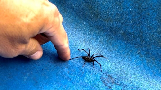 Ekelalarm: Manche Menschen haben große Angst vor Spinnen, dieses Exemplar läuft an einer Hand vorbei über eine Rutsche.