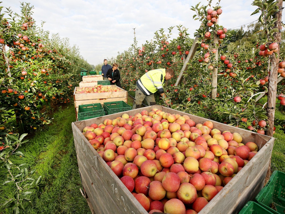 Kisten voller Äpfel in Kaarst: Gerade noch rechtzeitig für die Apfelernte hat es in NRW geregnet. Riesige Mengen hängen nicht an den Bäumen, aber die Äpfel schmecken wegen der vielen Sonnenstunden besonders lecker, sagen die Fachleute.