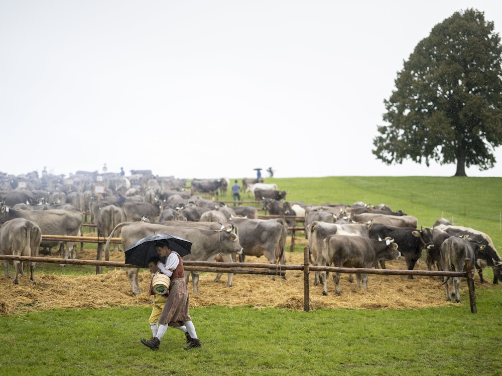 Eine Bauersfrau mit Kind geht bei der traditionellen Viehschau in Schwellbrunn mit einem Schirm durch den Regen.