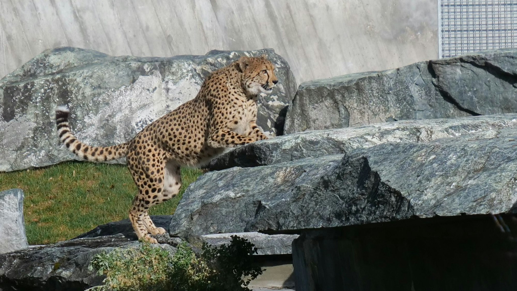 In den Niederlanden ist ein deutscher Schüler von einem Gepard angegriffen worden. Auf dem Symbolfoto ist eine Gepardin aus dem Zoo Salzburg zu sehen.
