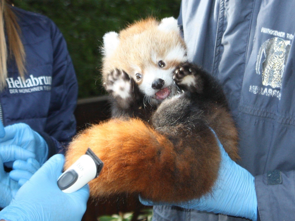 Mittwoch, 28. September: Wie süß ist das denn! Ein Roter Panda wird im Tierpark Hellabrunn untersucht. In dem Zoo in München sind Zwillinge der bedrohten Tierart zur Welt gekommen.