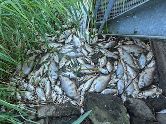 Tote Fische haben sich am 16. August 2022 an einem Wehr im deutsch-polnischen Grenzfluss Westoder, nahe dem Abzweig vom Hauptfluss Oder, auf der Wasseroberfläche gesammelt.
