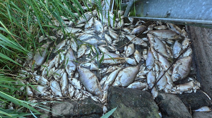 Tote Fische haben sich am 16. August 2022 an einem Wehr im deutsch-polnischen Grenzfluss Westoder, nahe dem Abzweig vom Hauptfluss Oder, auf der Wasseroberfläche gesammelt.