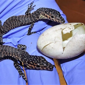 Zwei Waranen-Jungtiere neben einer leeren Eierschale.