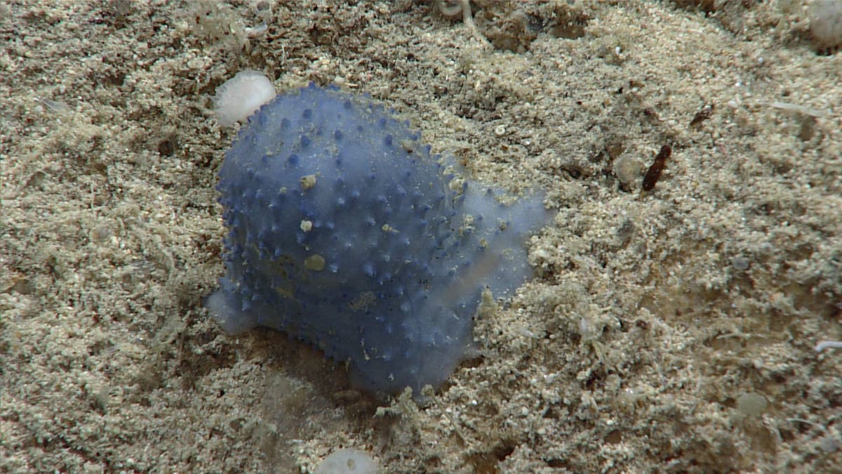 Ein blaues, unbekanntes Lebewesen am Meeresboden. Um was es sich dabei handelt, ist bisher noch unklar.