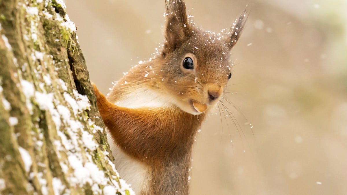 Ein rotes Eichhörnchen sucht im Yorkshire Dales National Park im Neuschnee nach Nahrung.&nbsp;