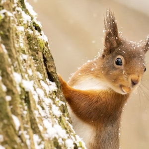 Ein rotes Eichhörnchen sucht im Yorkshire Dales National Park im Neuschnee nach Nahrung.