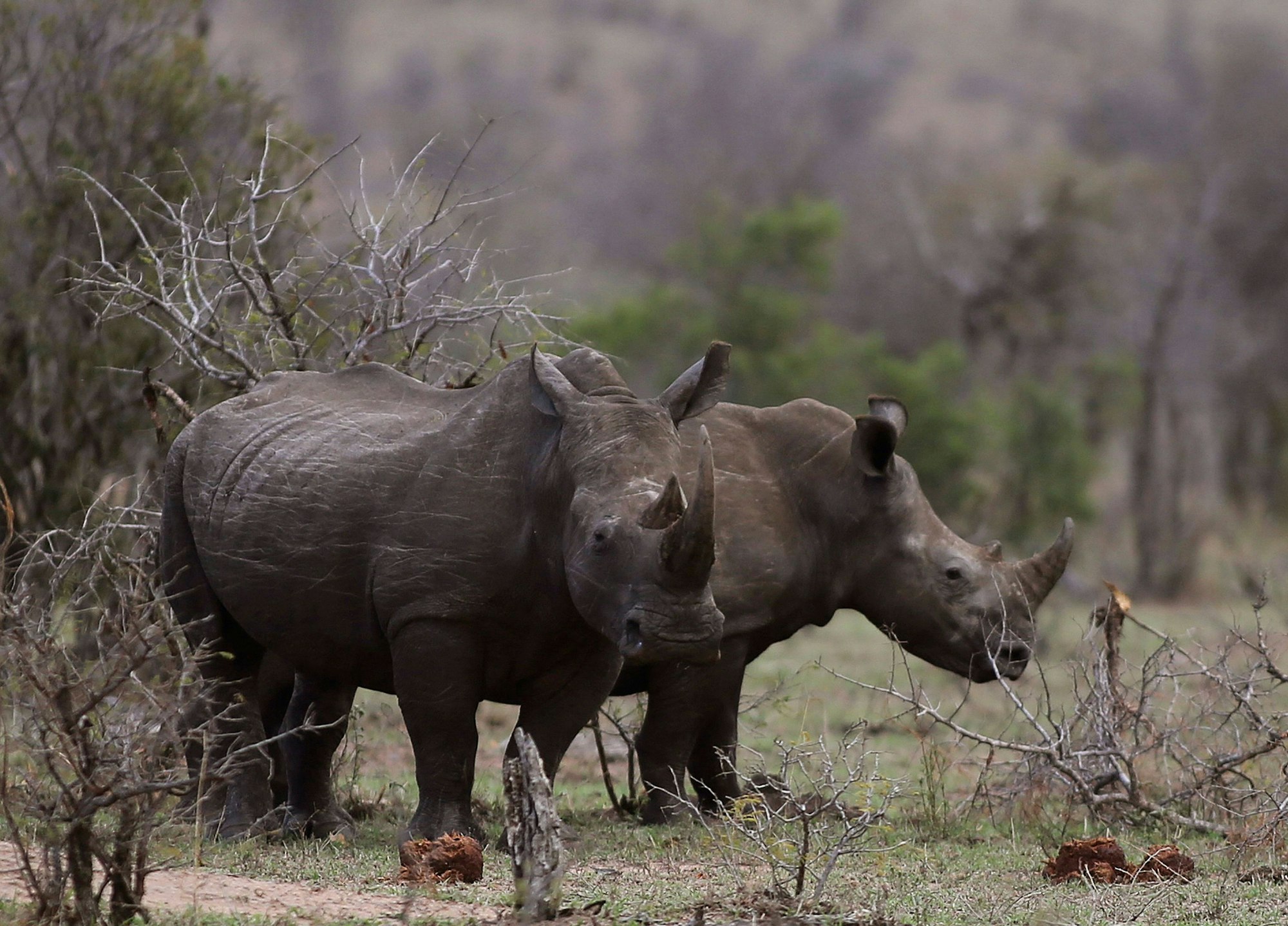 Nashörner im Busch am Rande des Krüger Nationalparks in Südafrika, aufgenommen am 1.Oktober 2016.