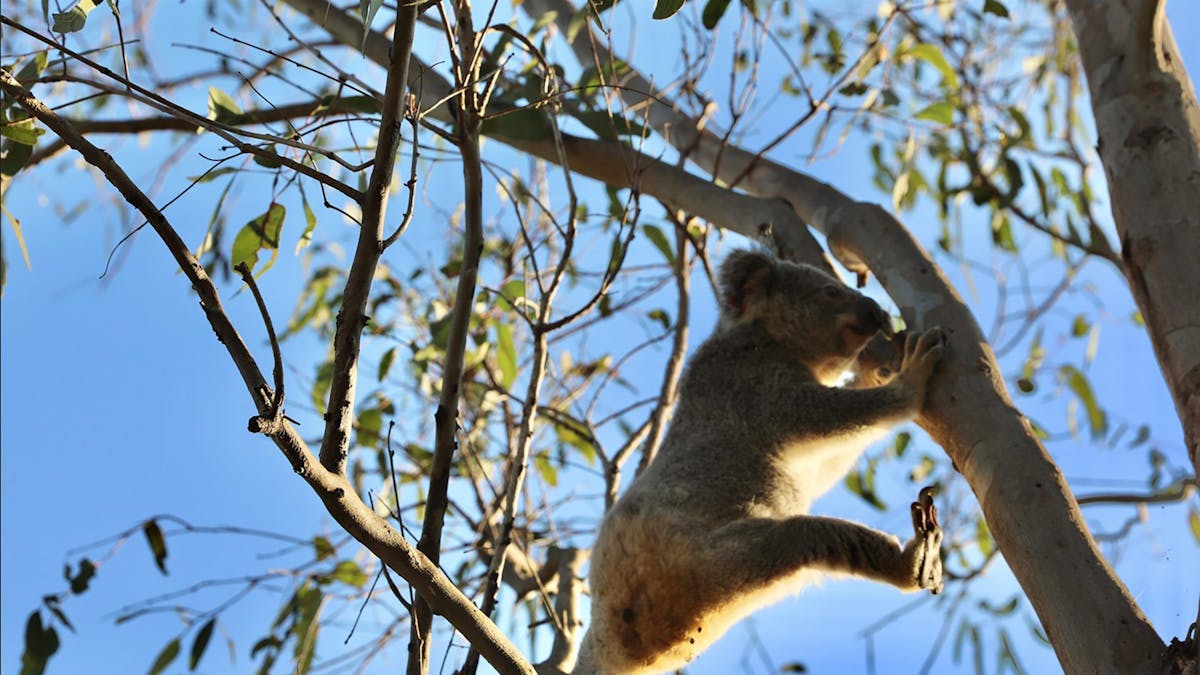 Ein undatiertes Bild zeigt ein Koala-Jungtier namens Raine im Somerset Sanctuary.