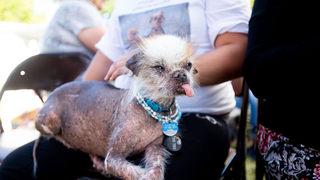Der Hund Tee Tee sitzt bei dem World's Ugliest Dog Contest 2019 auf dem Schoß seines Besitzers.&nbsp;