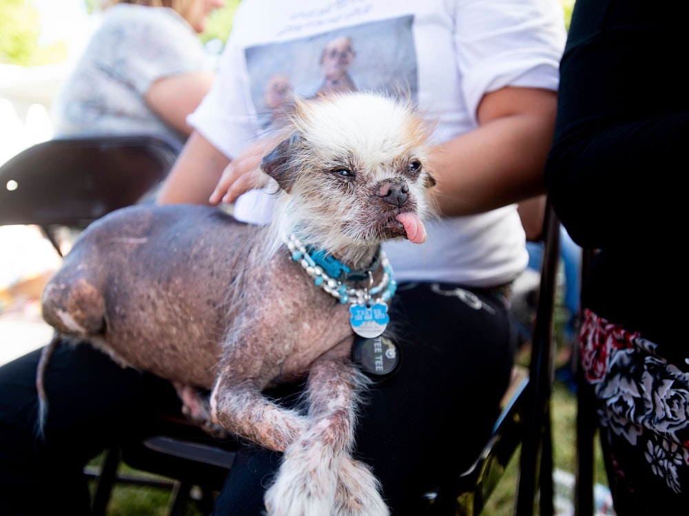 Der Hund Tee Tee sitzt bei dem World's Ugliest Dog Contest 2019 auf dem Schoß seines Besitzers.