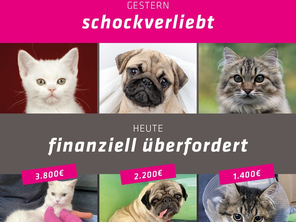 Kampagne des Tierheims Bergheim mit Mops und zwei Katzen.